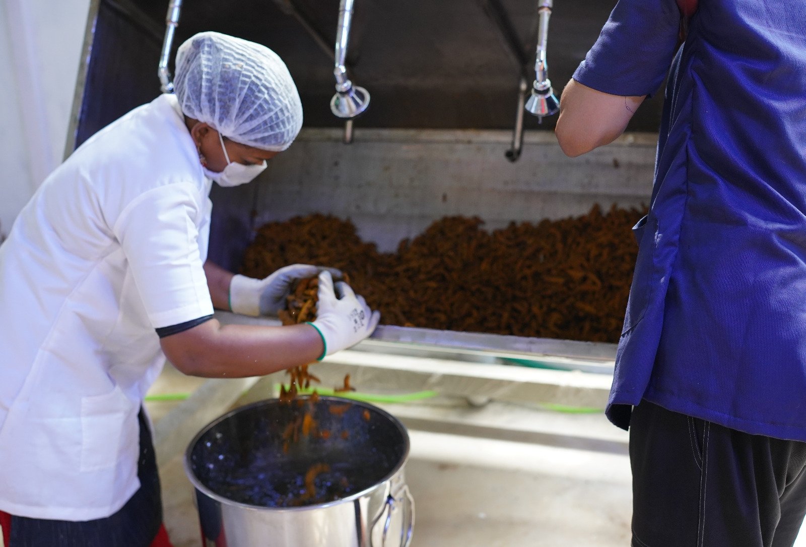 Precision Quality Sorting & Grading